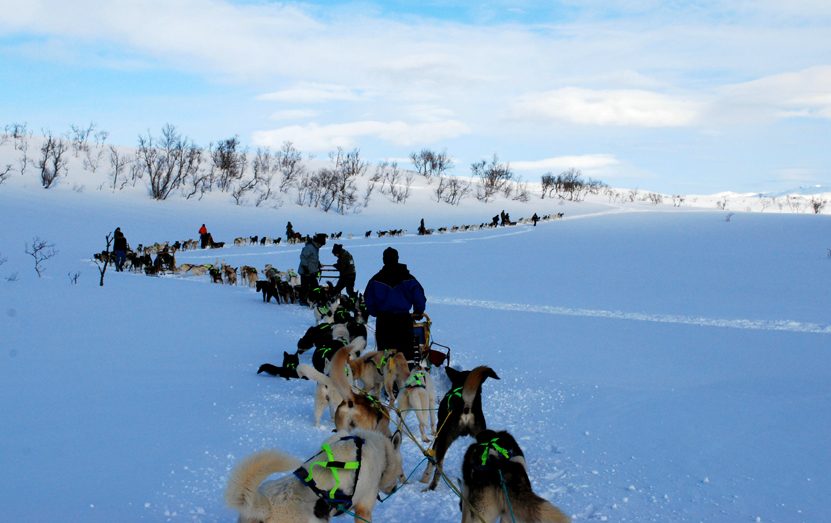 Dog sledding with a team of huskies across the snow, a classic Arctic Norway winter excursion