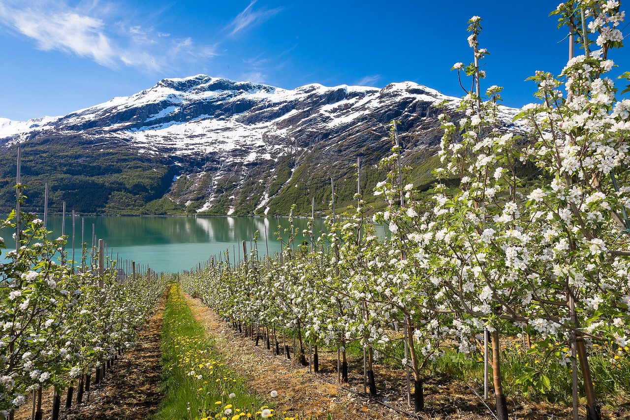 Fruit-tree blossom beside the Hardangerfjord in spring