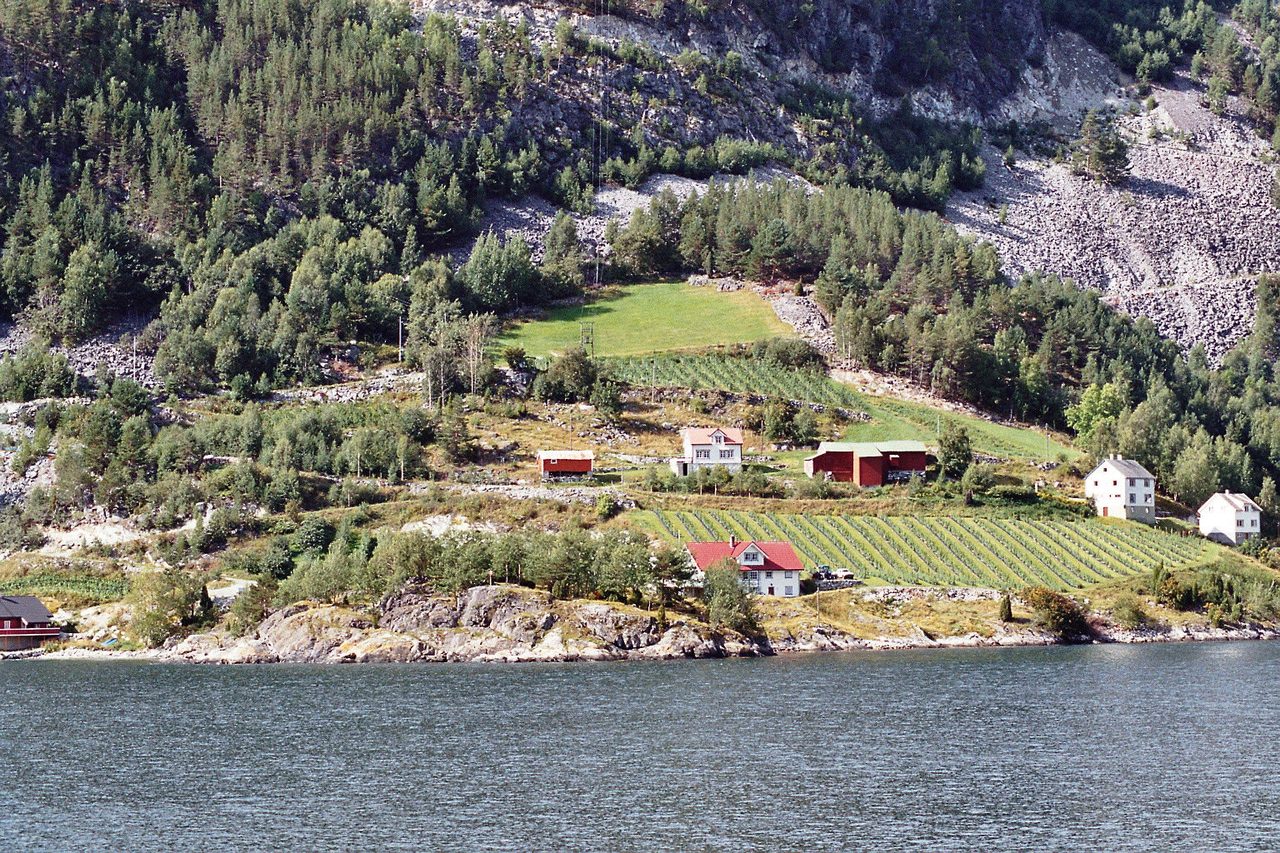 A fjord-side hamlet with farms and orchards in western Norway