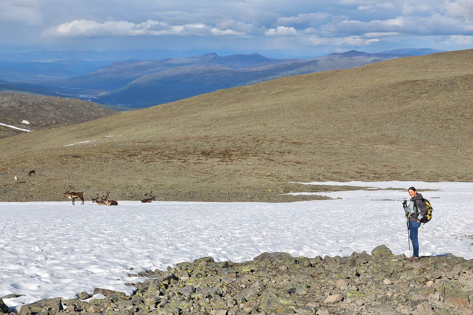 A hiker in outdoor layers on the high plateau in Jotunheimen, with wild reindeer resting on a snowfield beyond