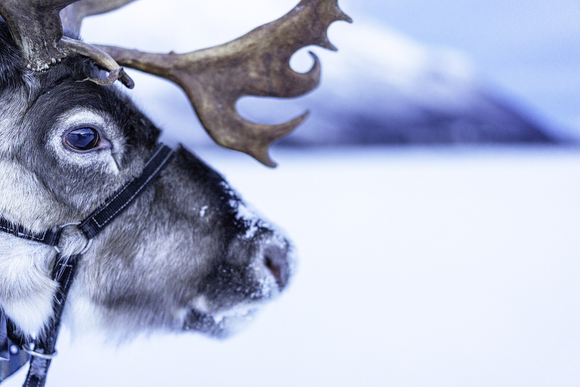 Harnessed reindeer in the snow near Tromsø, northern Norway