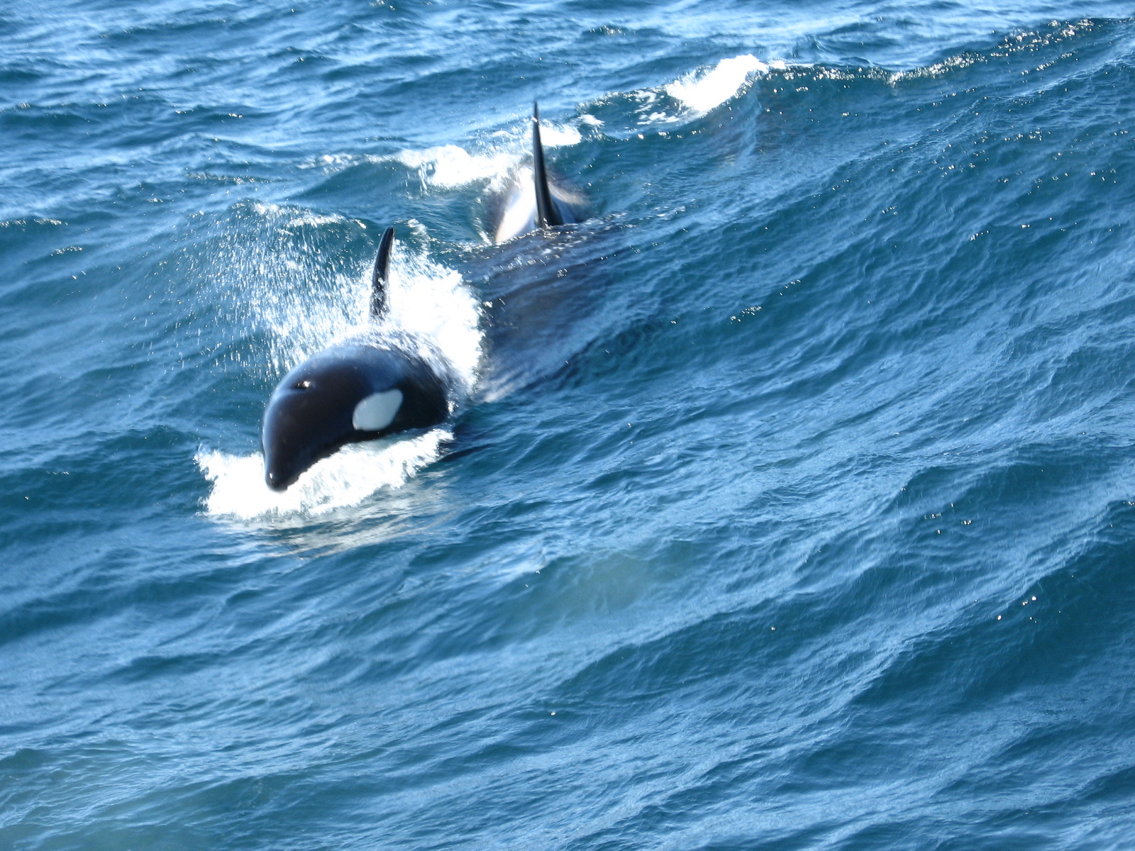 Two orcas surfacing in cold Norwegian waters during the winter herring season